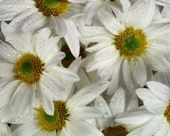 Tapeta Nature Flowers 254.jpg